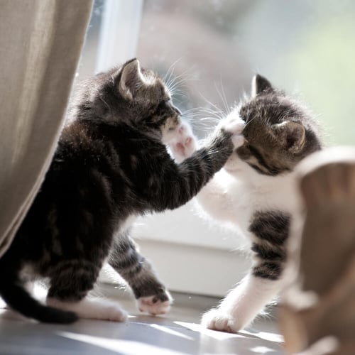 Why Do Cats Fight? Tips to Help Cats Get Along Feliway UK